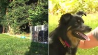 Indiana Pup Lost For Three Years Finally Finds Her Way Back Home