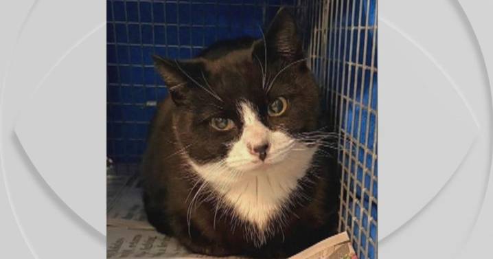 Feral cat shot and killed in Falls Township, Pennsylvania; $2,500 reward available for an arrest