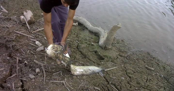 Avisan de un "colapso anunciado" si el sirulo llega a Doñana