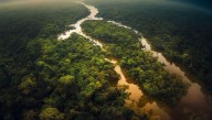 The Tallest Tree In The Amazon Is Nearly 50 Percent Taller Than The Previous Record Holder