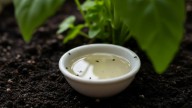No es por moda: por qué recomiendan poner un plato con vinagre entre las macetas de las plantas