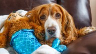 Los trabajadores de bienestar animal indican la duración máxima que aguanta un perro solo en casa