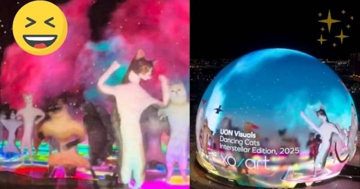 VIRAL: La apuesta más tierna de Las Vegas: millonario paga por gatitos bailando