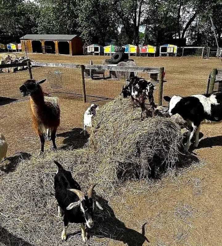 Celebrity stylist’s N.J. property with a salon and petting zoo listed for $6.5M