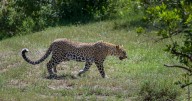 Walker 'knocked over by leopard in claw attack to neck' at beauty spot 25 minutes from London