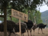 Breaking: Federal Court rejects B.C. ostrich farm’s bid for delay on cull order