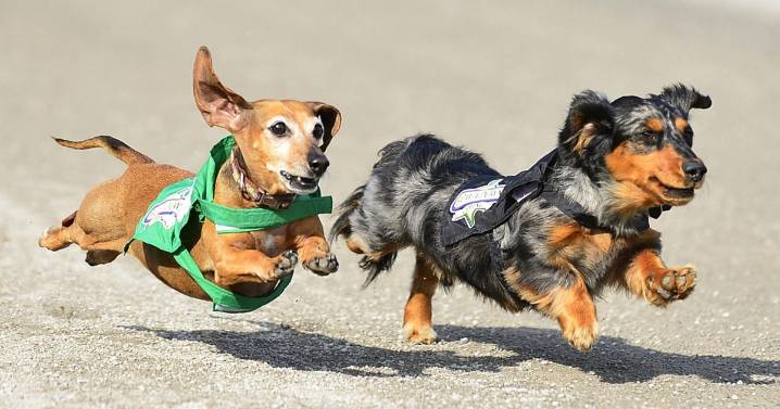 Disco, dogs and more on tap at Batavia Downs this fall