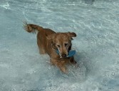 Parma Heights goes to the dogs with pool invasion: Sun Postings
