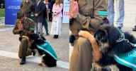 Perrito de Carabineros “reza” por sus colegas peludos que ya partieron
