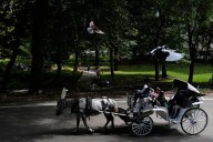 NYC mayor throws support behind bill to ban Central Park horse carriages
