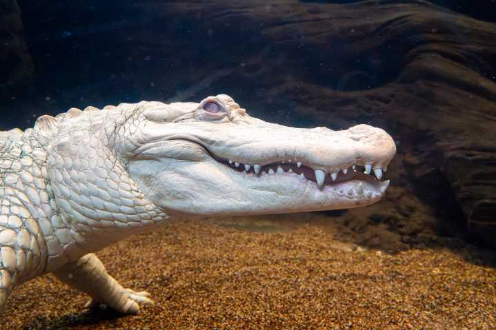 Happy Hatchday, Claude! Bay Area’s Beloved Albino Alligator Celebrates the Big 3
