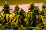Mass. treasurer ends legal saga seeking to fire state’s top pot regulator