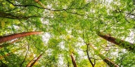 Department of Environmental Conservation hosts Arbor Day Poster Contest