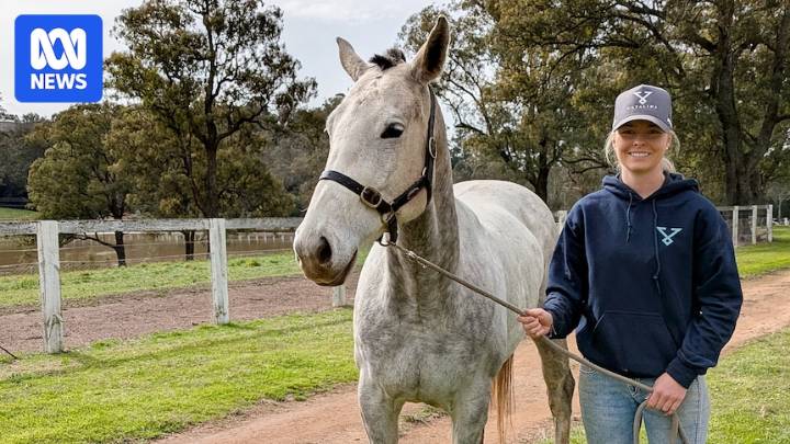 Horse and cattle cloning now commercialised in Australia, 30 years after Dolly the sheep