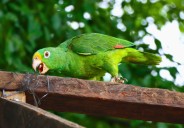 80 especies fueron devueltos a su hábitat en Casanare