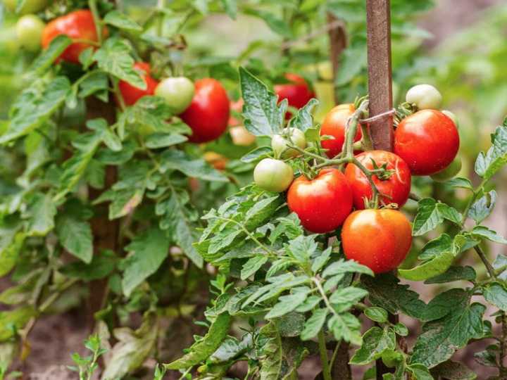 Gobierno de México fija precios mínimos para el tomate en 2025