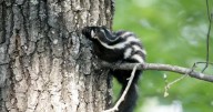 LA wildlife agency looking for handstanding spotted skunk