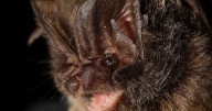 Bats may be Reform’s biggest test yet - what could happen next?