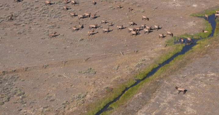 Aerial surveys help keep track of Montana's wildlife