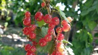 Should You Grow Currants In Containers This Year?