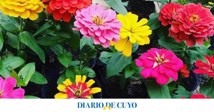 Cuáles son las 5 flores más representativas de Argentina, según la IA