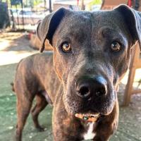 CAPA Pet of the Week: Eleven