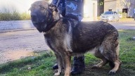 Policía salvó la vida de su compañera canina tras realizar la primera cirugía en la división