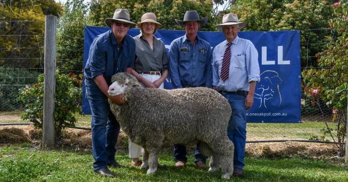One Oak Poll Merino 2025 sale results, buyers and clearance