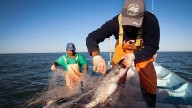 Gestiona diputada mejoras para pesca y campo