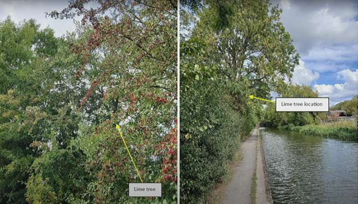 Councillors say tree cannot be felled despite 'inconsistencies' with planning process | Local News 
