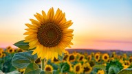 The Guinness World Record For Tallest Sunflower Has Been Broken. Meet The Family That Grew It