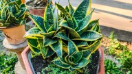 What To Do If Your Snake Plant Has Mushy Leaves