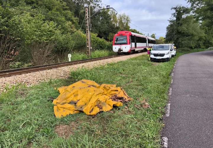 Descarrila un tren de Feve en Gijón al arrollar a una vaca