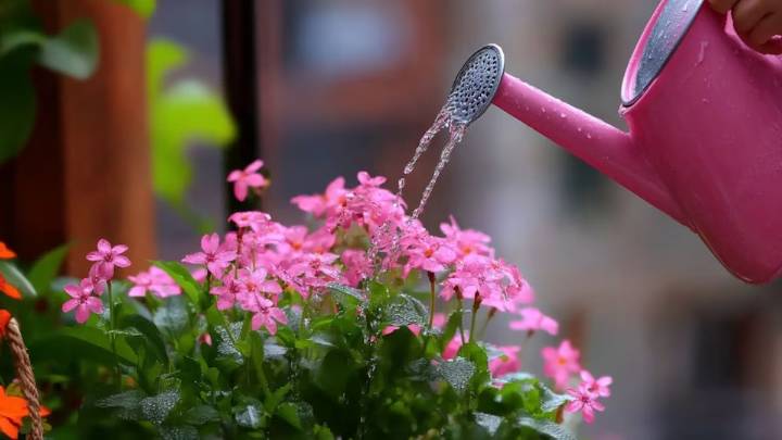 Esta planta es el secreto para tener un jardín lleno de flores todo el año