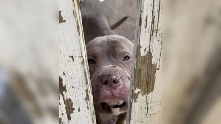 Missouri Stray Follows A Stranger Home And Finds His Happily Ever After