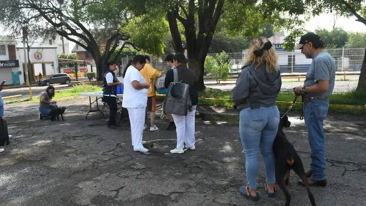 Así puedes acudir a vacunar gratis a tu perro o gato en Irapuato