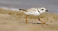 Wildlife report suggests 23 species have disappeared from P.E.I.