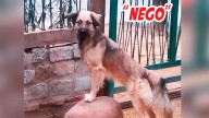 La familia de Nego pagará una recompensa de 200.000 pesos para recuperarlo