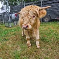 David Traylor Zoo welcomes new mini