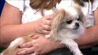 Pets of the Week: Coco and Bandit