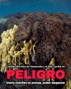 Anzoátegui avanza en protocolos de erradicación de coral invasor