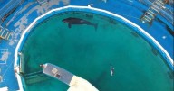 Sad dolphin dies in 'filthy' concrete tank after 'multiple attacks' at theme park