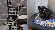 California Pup Adopted And Returned In Just Three Days Now Longs For A True Forever Home