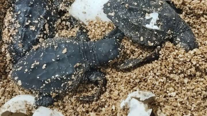 Nacen 62 tortugas marinas de un nido detectado en una playa de Palma