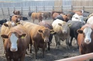 Beef Market Update: Fed cattle prices steady, live cattle movement surprises in latest report
