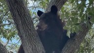Bear believed to be hit by vehicle near Florida Mall