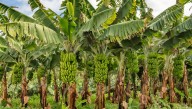 Investigadores de la USAL y CSIC confirman la reducción de insectos beneficiosos en los cultivos de plátanos
