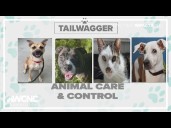 Tuesday Tailwagger: Meet these adoptable pets