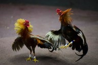 Oklahoma Gamefowl Commission to dissolve, pay $10K after settlement