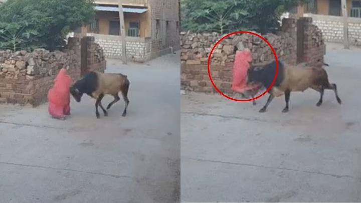 On Camera: Bull Suddenly Attacks And Throws 60-Year-Old Lady 4 Feet Away In Jodhpur; Sustains Severe Injury On Head
